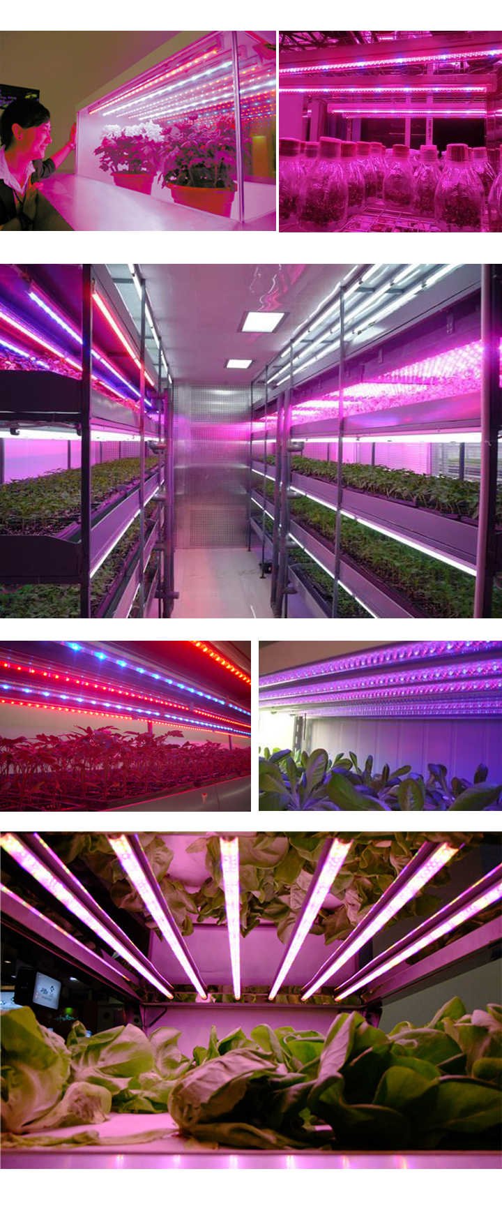 LED 植物生长应用.jpg